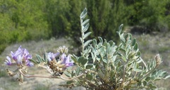 Astragalus lotiflorus