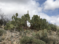 Opuntia chlorotica