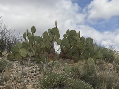 Opuntia chlorotica