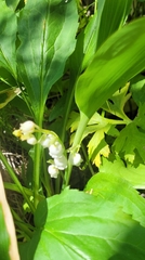 Convallaria keiskei, photograph (c) Pavel Smirnov, some rights reserved (CC BY)