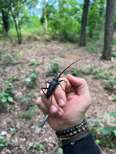 Great capricorn beetle