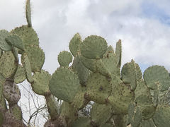 Opuntia chlorotica