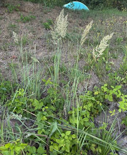 Bushgrass