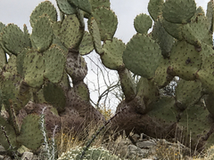 Opuntia chlorotica