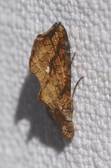 Plusiodonta arctipennis