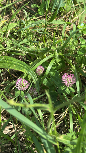 Red Clover
