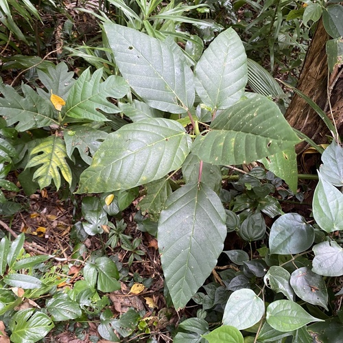 Poikilospermum observed 2026-06-25