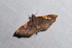 Coenostolopsis