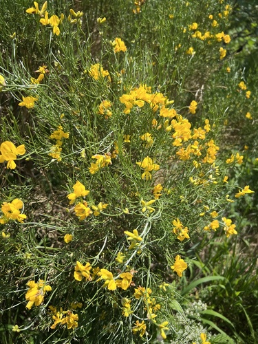 Genista radiata