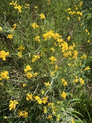 Genista radiata