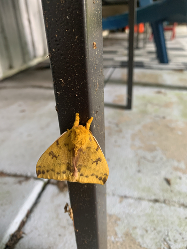 Io Moth