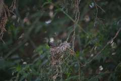Cynanthus latirostris