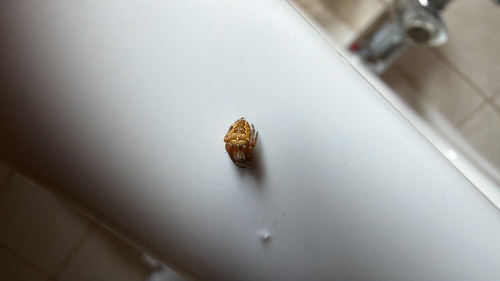 Cross Orbweaver
