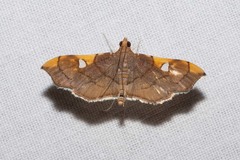 Coenostolopsis