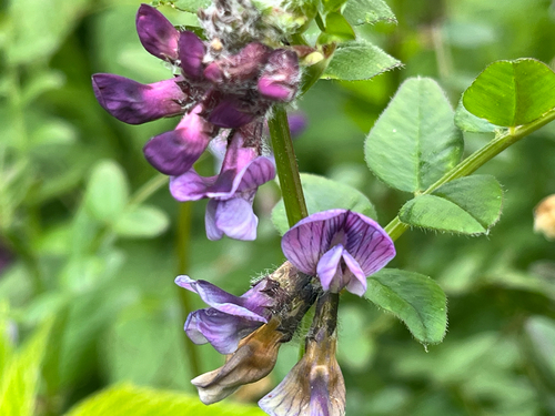 Bush Vetch