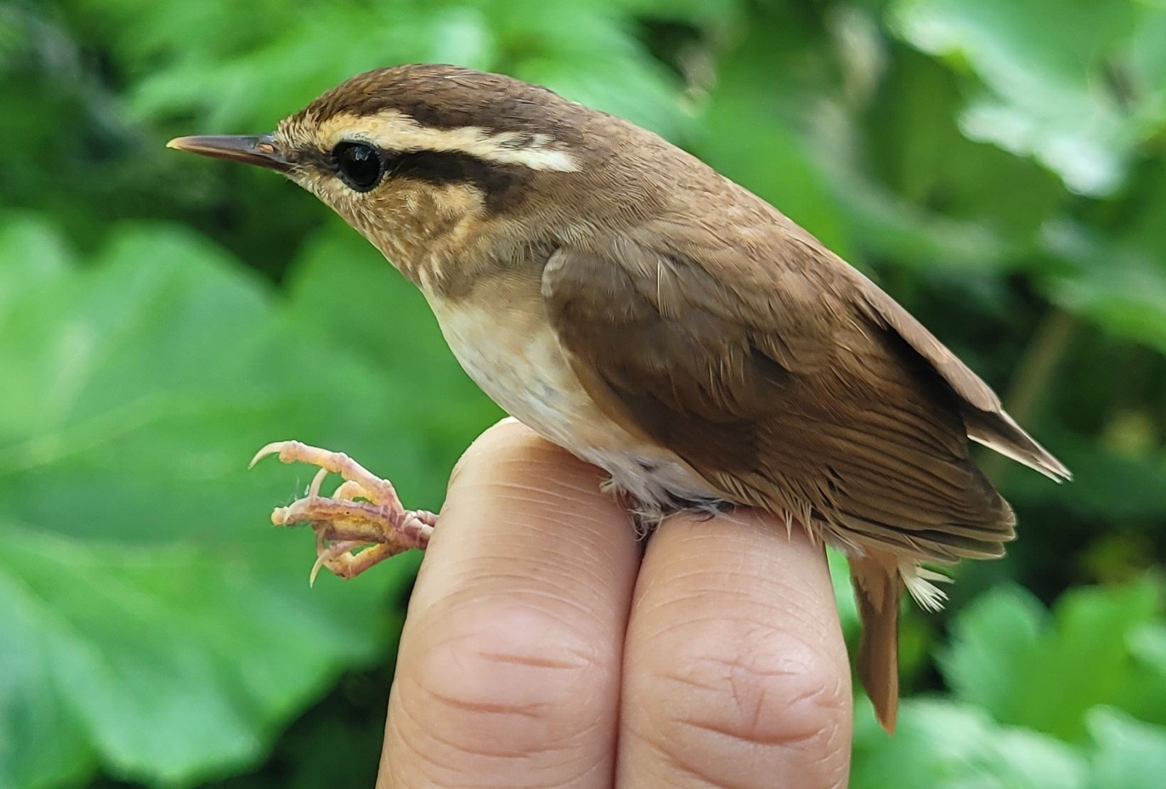 Asian Stubtail (Urosphena squameiceps), photo 5
