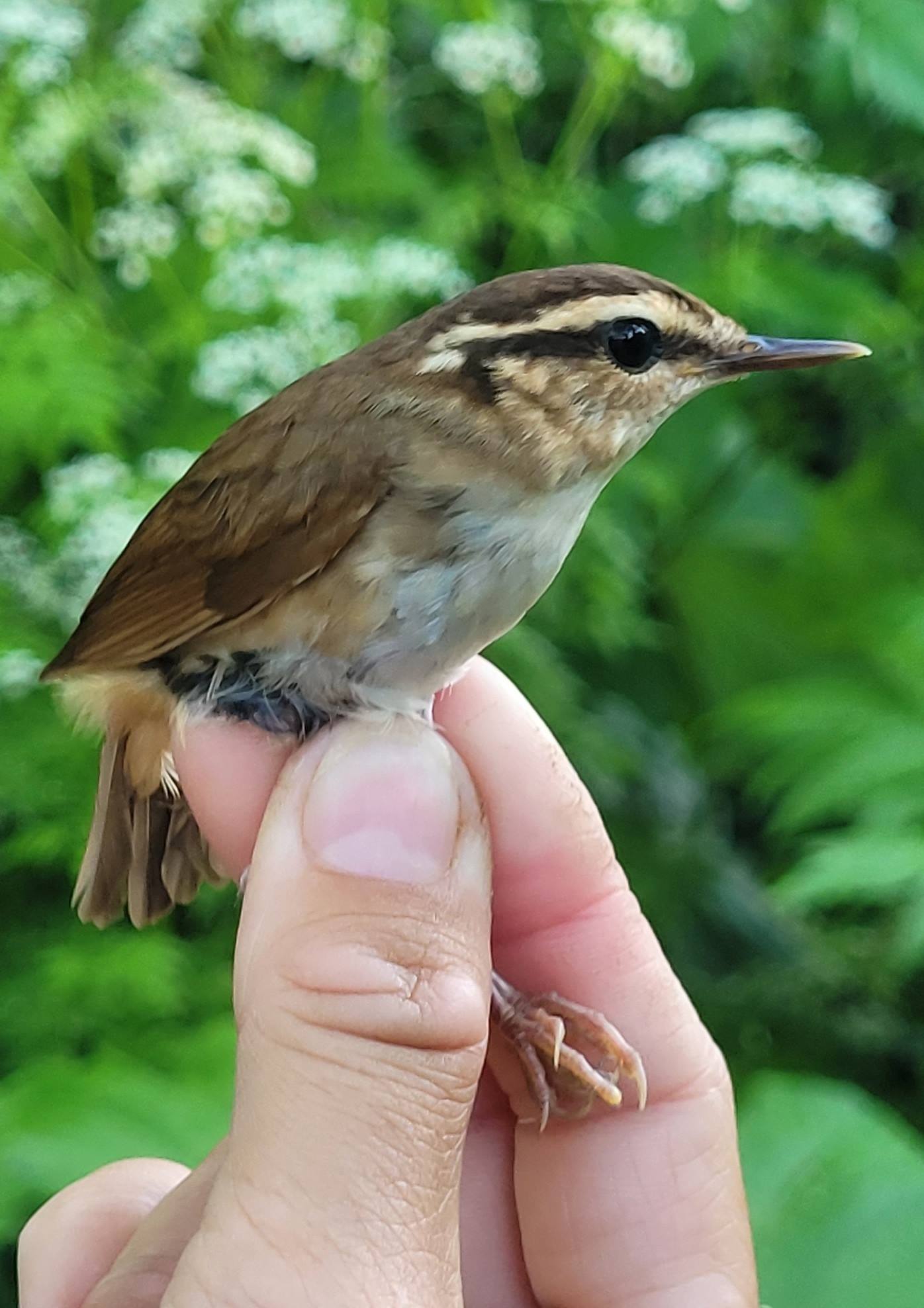 Asian Stubtail (Urosphena squameiceps), photo 6