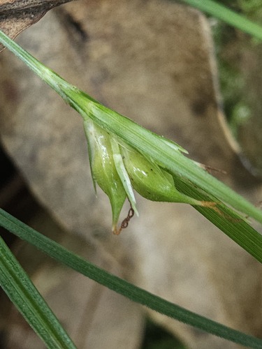 Carex taihokuensis iNat (2)