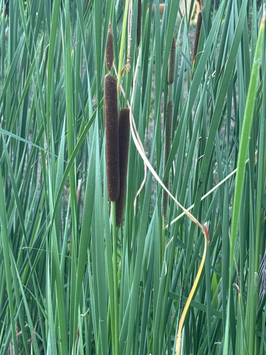 narrow-leaved cattail