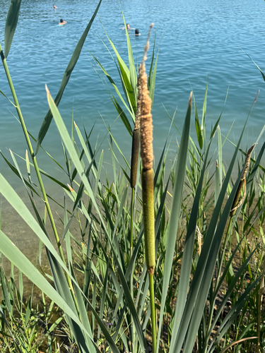 broadleaf cattail