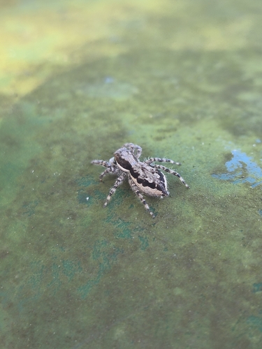 Gray Wall Jumping Spider