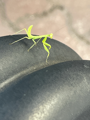 Transcaucasian Giant Mantis