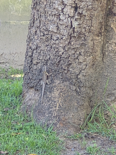 Peters' Lava Lizard