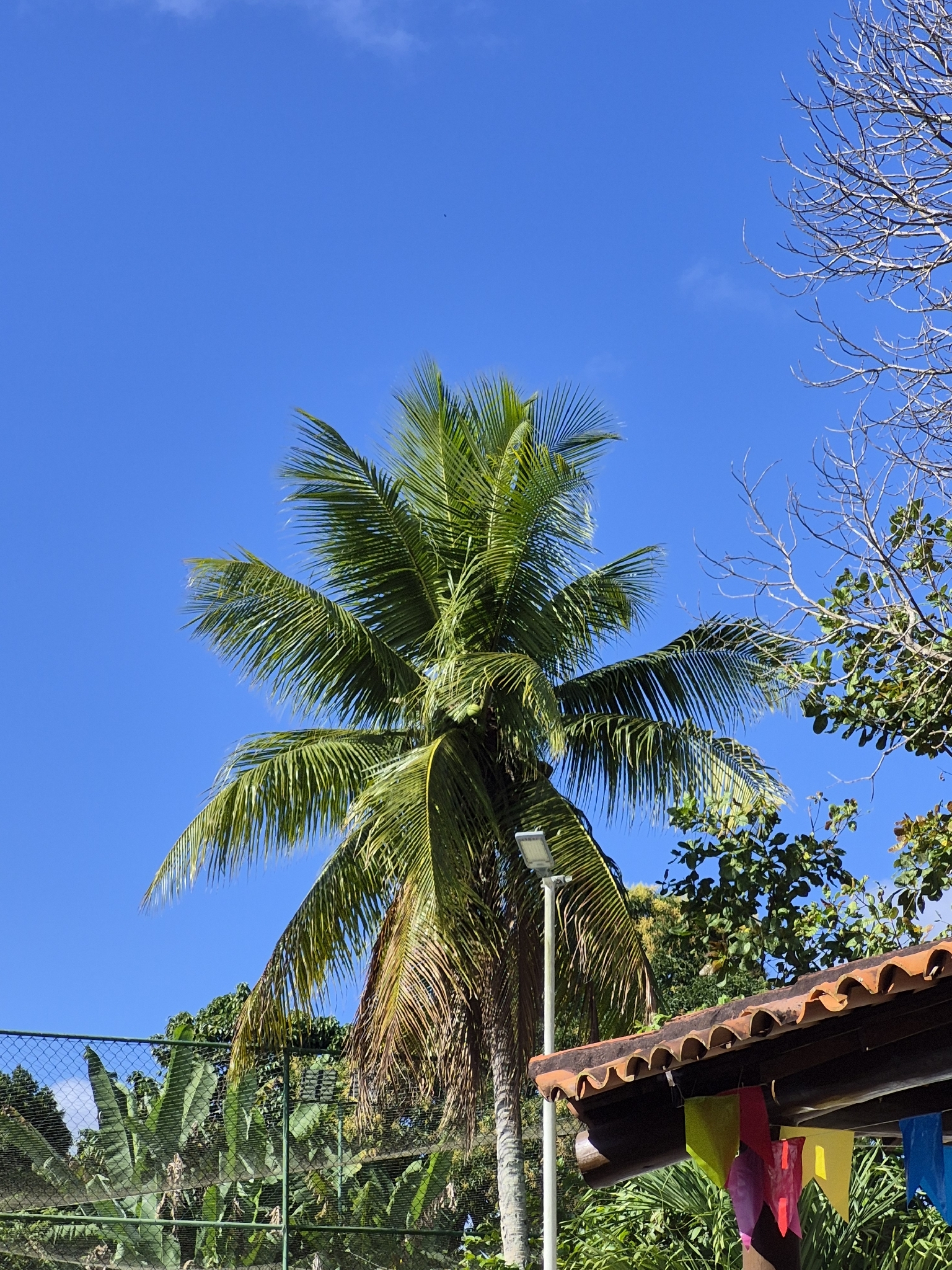Cocos nucifera