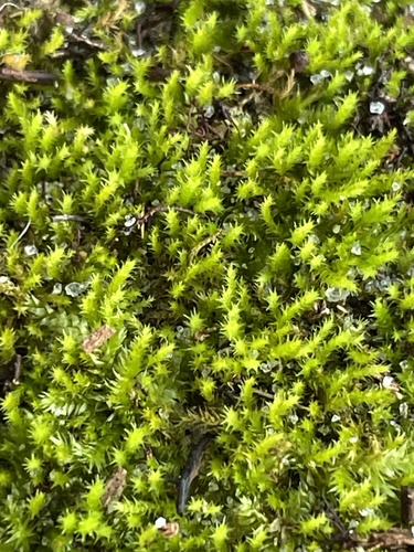 Campylium chrysophyllum observed 2026-06-25
