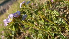 Phacelia fremontii