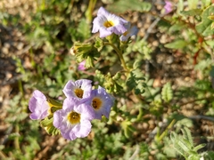 Phacelia fremontii