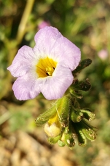 Phacelia fremontii