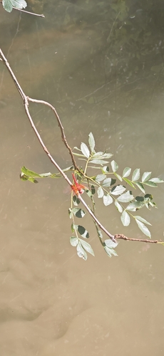 Orange-winged Dropwing