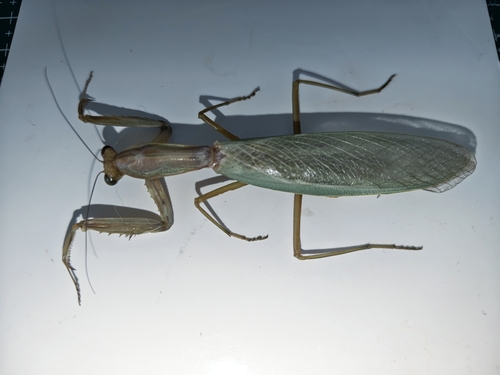 Rhombodera zhangi