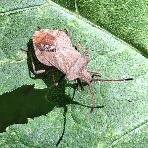 Dock Bug