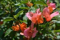 Bougainvillea