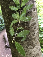 Pittosporum eugenioides
