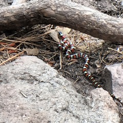 Lampropeltis gentilis