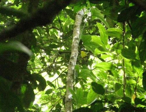 Andean Laniisoma