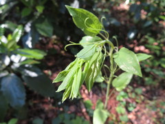 Smilax riparia
