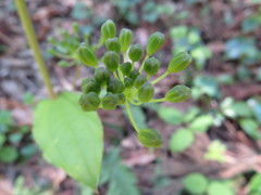 Smilax riparia