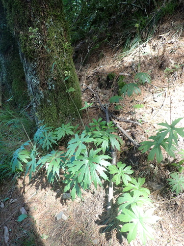 Syneilesis subglabrata, photograph 4