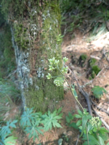 Syneilesis subglabrata, photograph 5