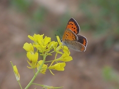 Lycaena phlaeas