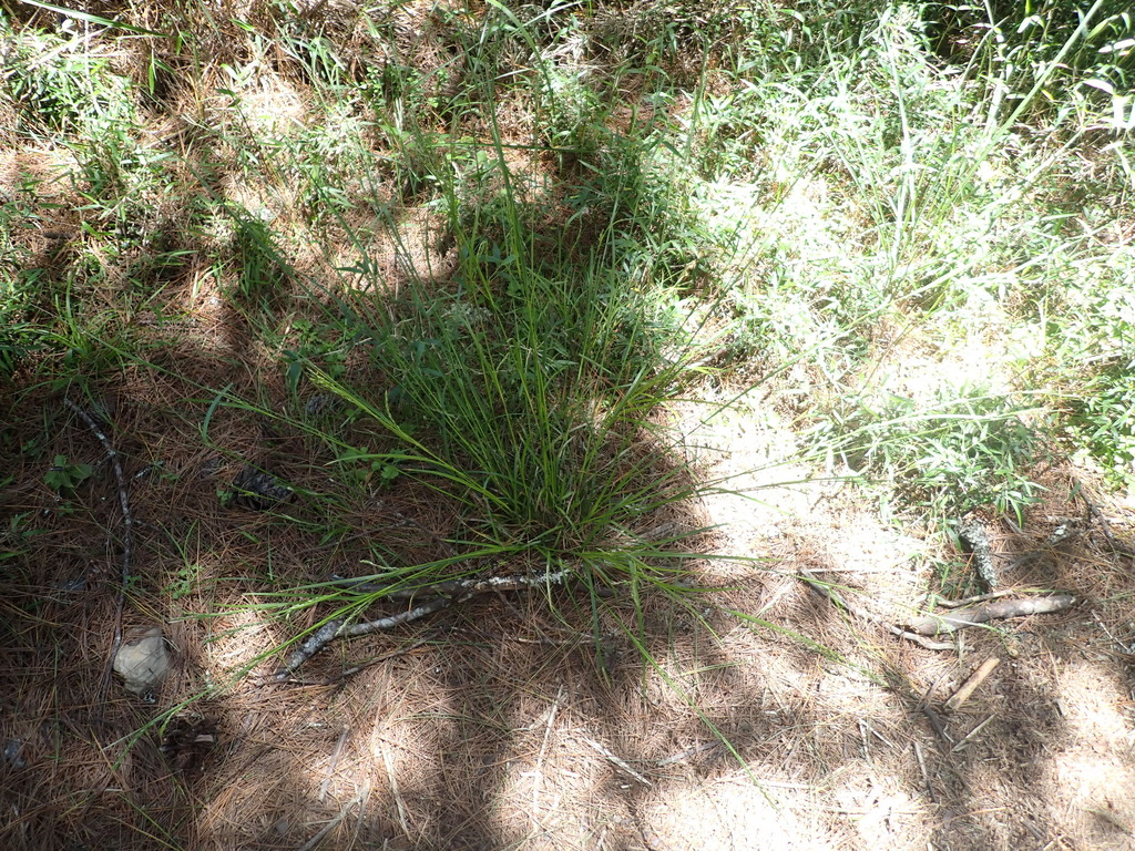 Carex finitima (Carex finitima)