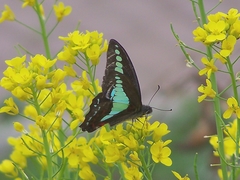 Graphium sarpedon