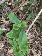Eumachia microdon