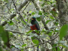 Trogon mexicanus