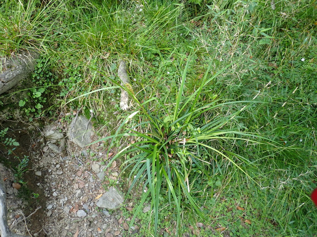 Carex filicina; photograph (c) crothfels, some rights reserved (CC BY)
