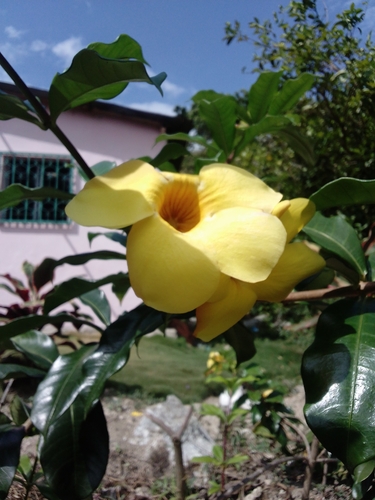 Golden Trumpet